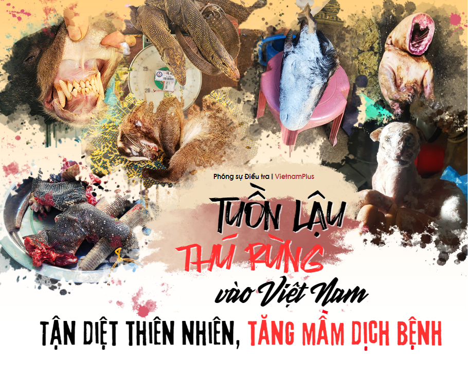 Tuồn lậu thú rừng vào Việt Nam: Tận diệt thiên nhiên, tăng mầm dịch bệnh