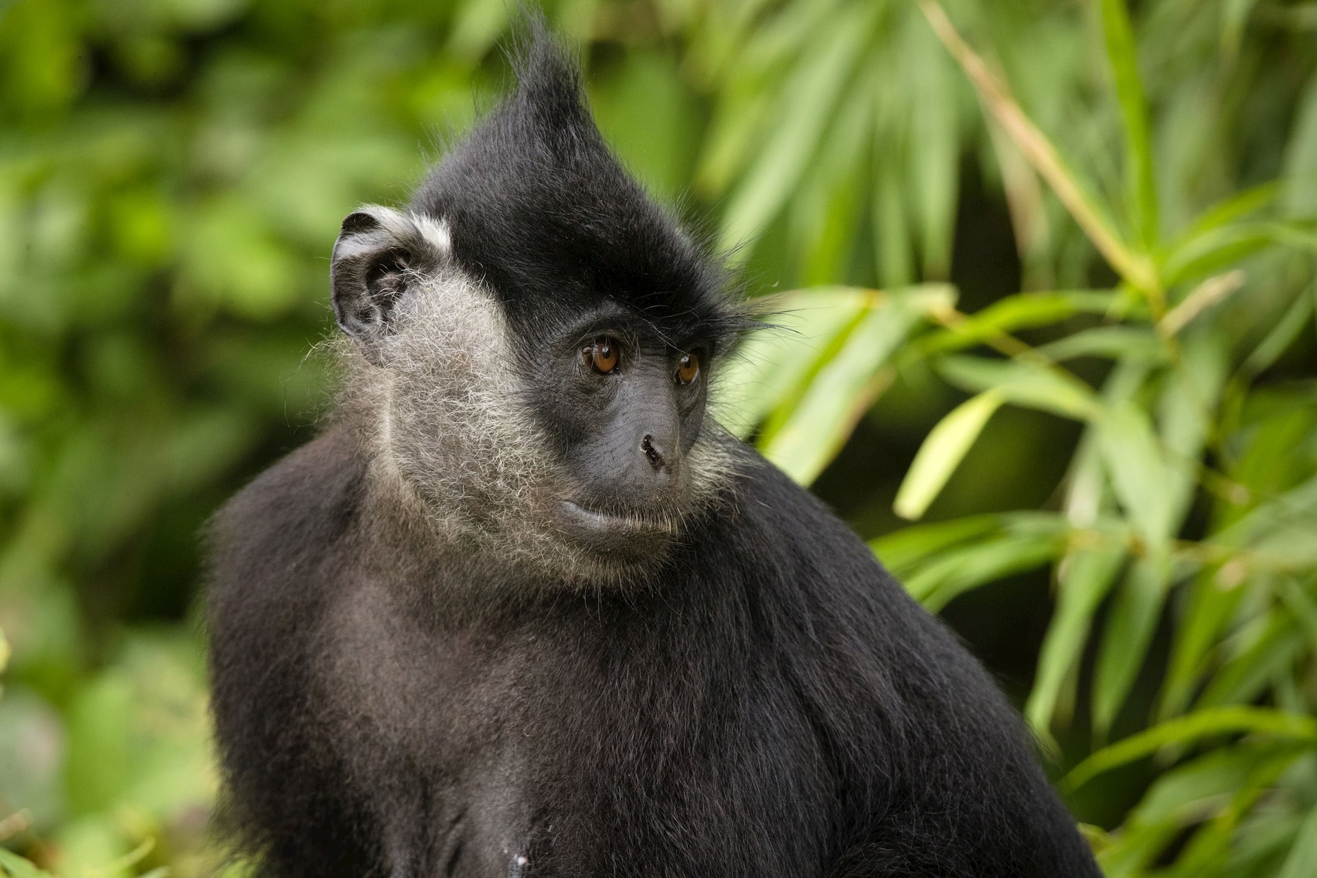 credit-ryan-deboodt_fauna-flora-2-.jpg