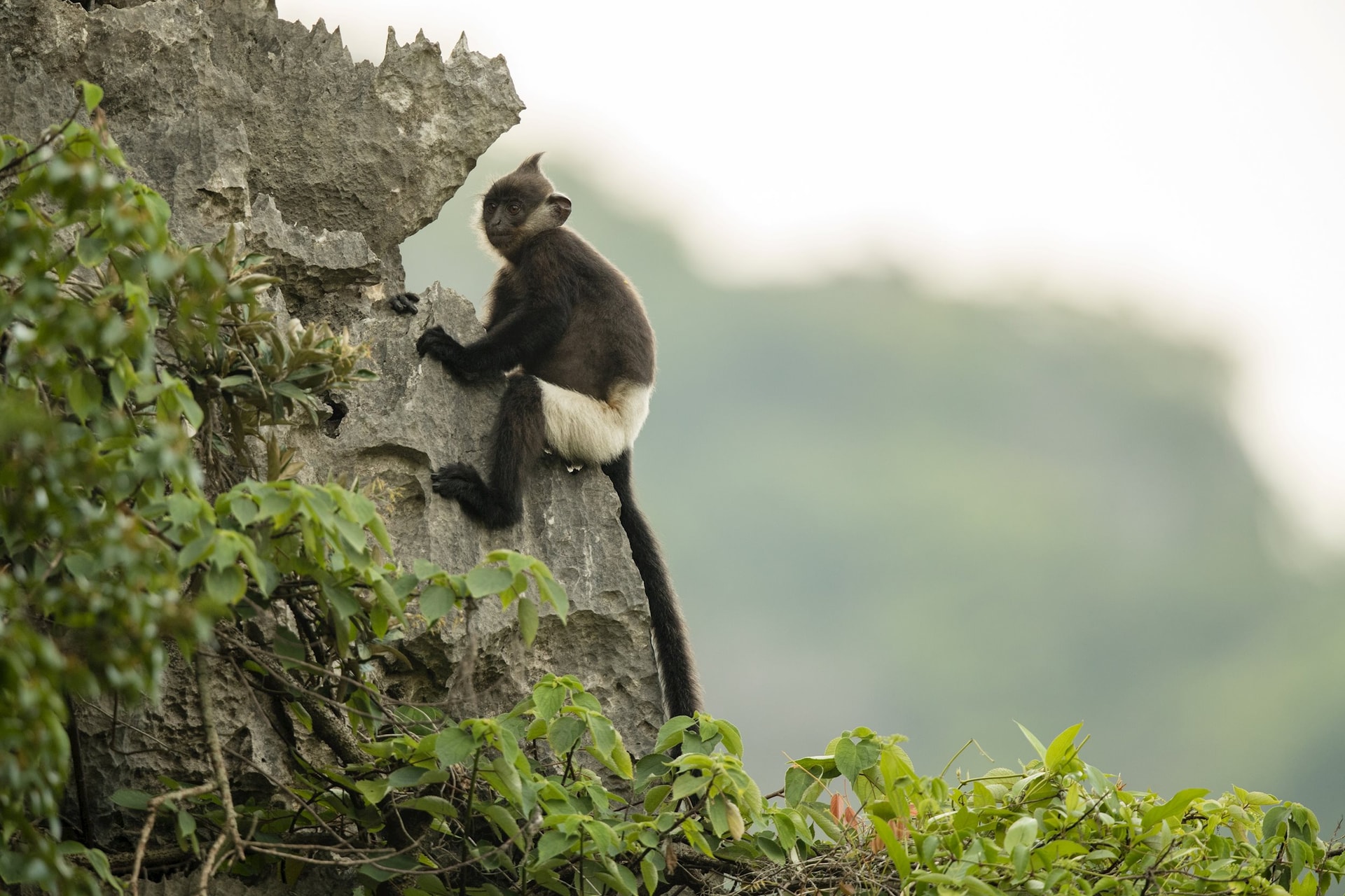 credit-ryan-deboodt_fauna-flora-7-(1).jpg