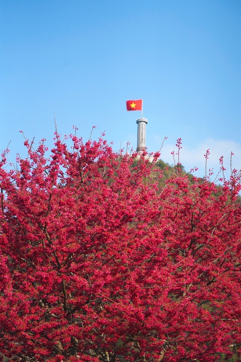 cay-mai-anh-dao-no-ro-duoi-chan-cot-co-lung-cu-ha-giang.-anh-khanh-hoa-ttxvn.jpg