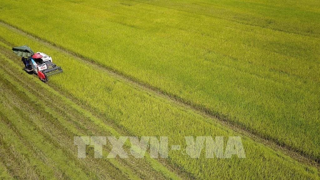 114815-san-luong-lua-ca-nuoc-uoc-dat-20-2-trieu-tan.jpg