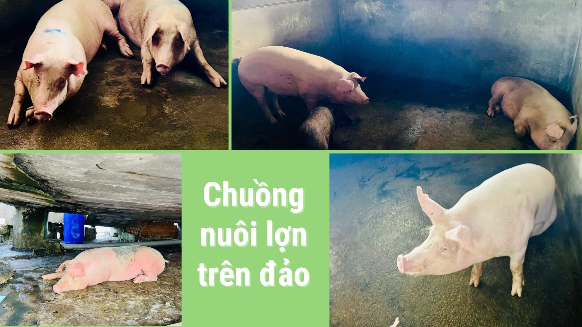 chuong-nuoi-lon-tren-dao-ok.jpg