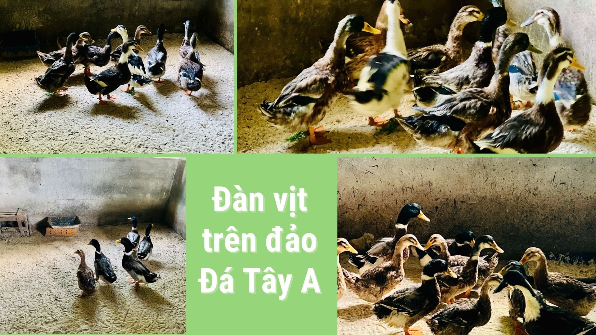 dan-vit-tren-dao-da-tay-a.jpg
