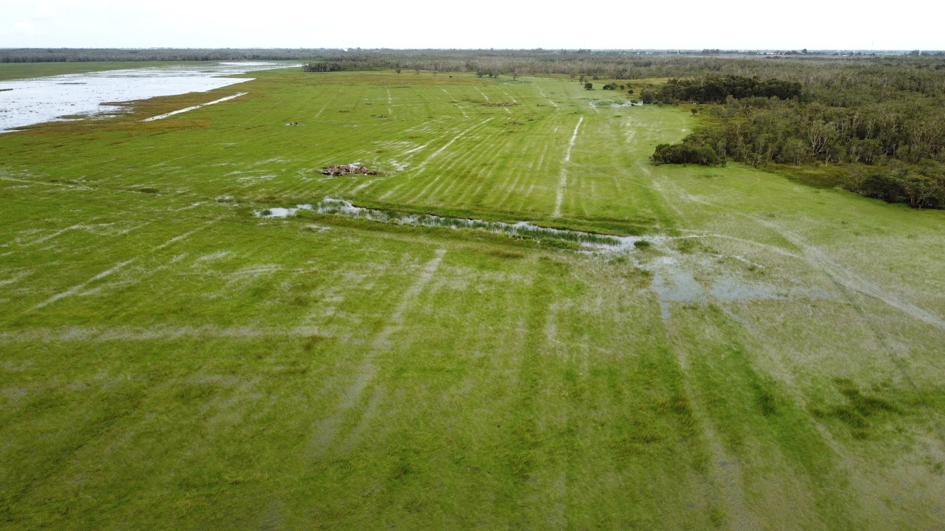 Hệ sinh thái tại Tràm Chim gồm đồng cỏ ngập nước theo mùa, các loài thực vật bản địa như năng kim, lúa ma, rừng tràm..., tạo nên sinh cảnh đặc biệt phù hợp cho các loài chim nước cư trú và kiếm ăn.