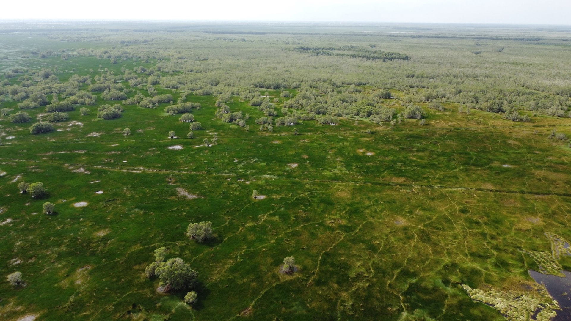 Vườn Quốc gia Tràm Chim (huyện Tam Nông, tỉnh Đồng Tháp) là nơi thực hiện Đề án Bảo tồn và phát triển sếu đầu đỏ. (Ảnh: TTXVN)