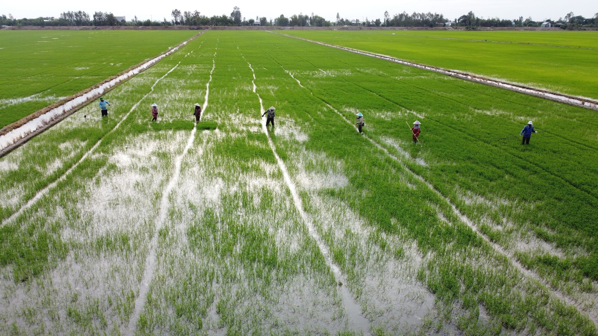 Cánh đồng thực hiện mô hình “Sản xuất lúa sinh thái kết hợp bảo tồn và phát triển sếu đầu đỏ tại Vườn quốc gia Tràm Chim.