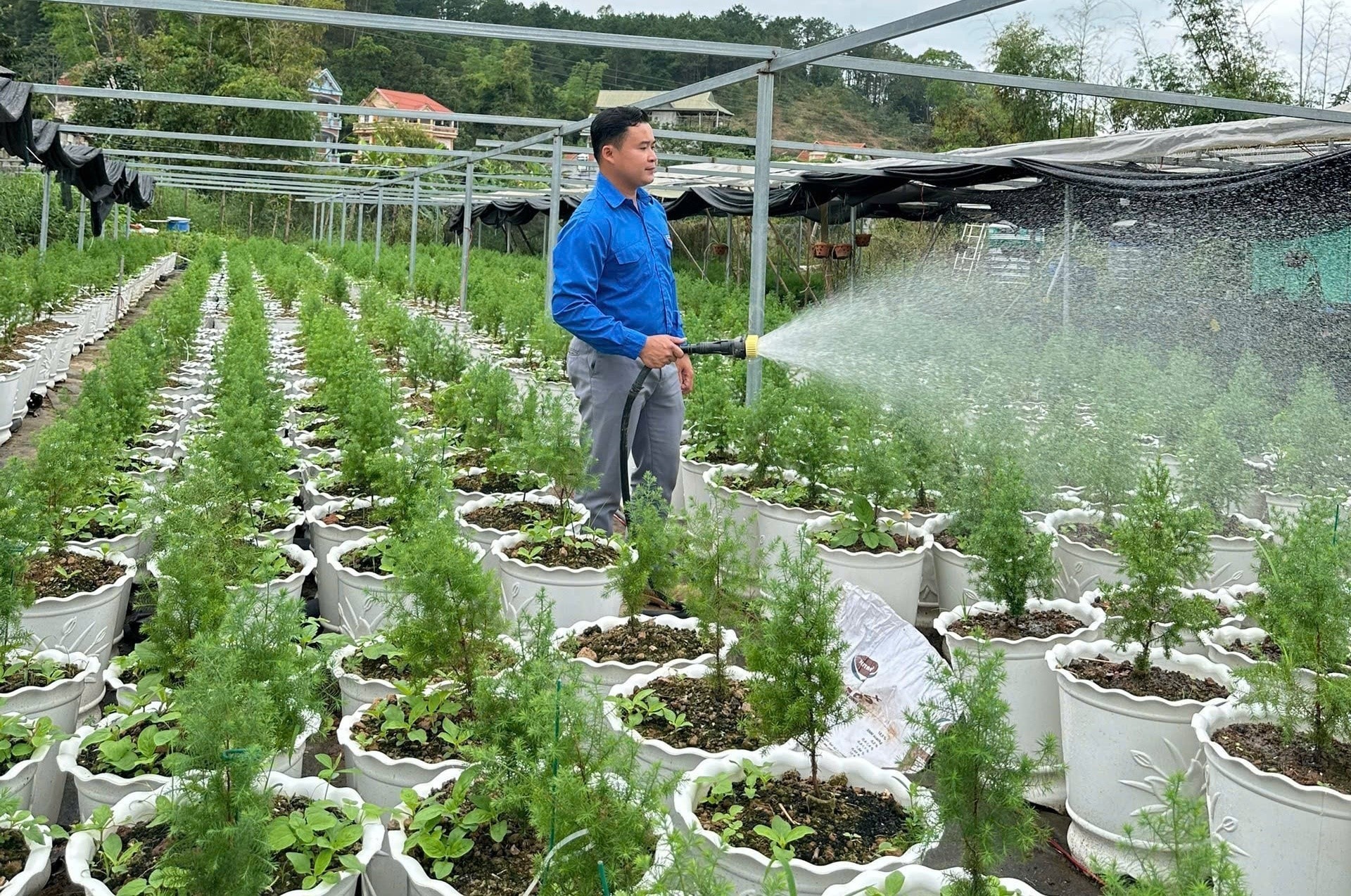 Hoàng Ngọc Vũ (sinh năm 1993, dân tộc Tày, xã Đình Lập, tỉnh Lạng Sơn) xây dựng mô hình “Vườn ươm Hoàng đàn tuyết Lạng Sơn” doanh thu năm 2025 đạt 2,1 tỷ đồng. Ảnh: TTXVN 