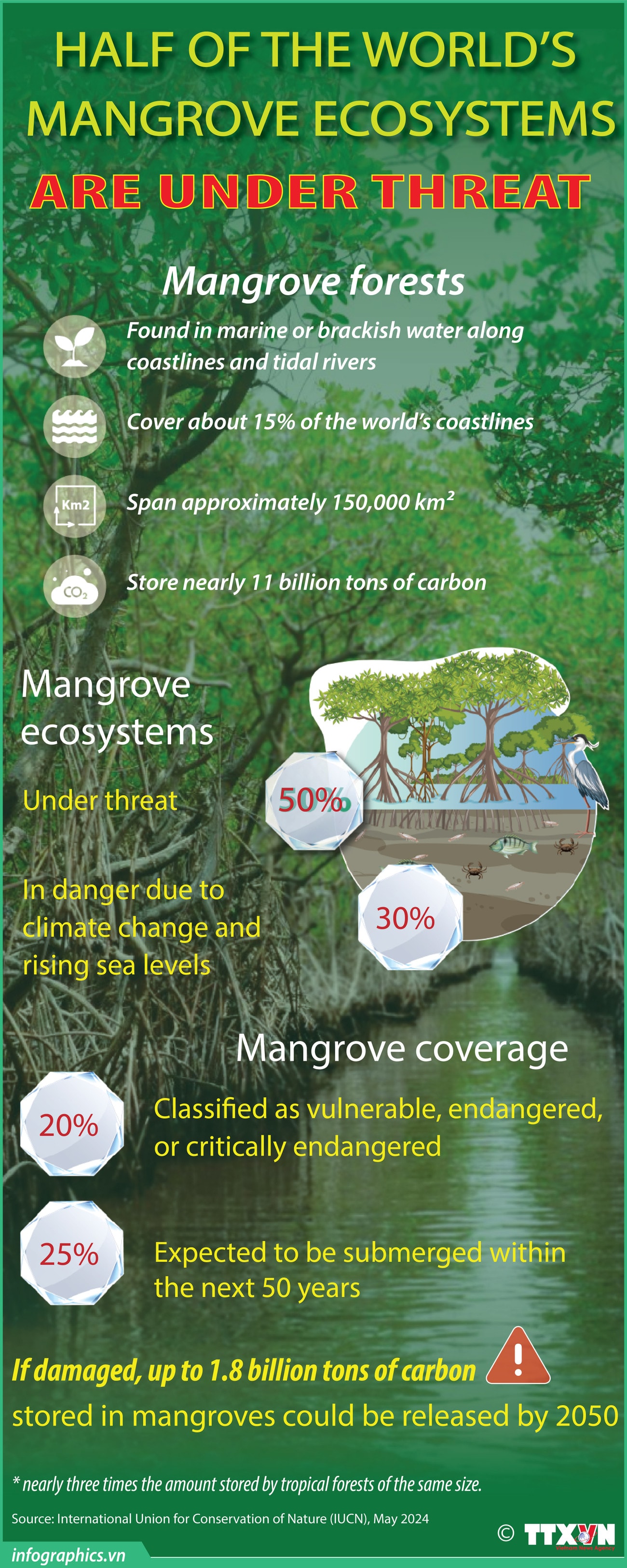 mangrove.jpg