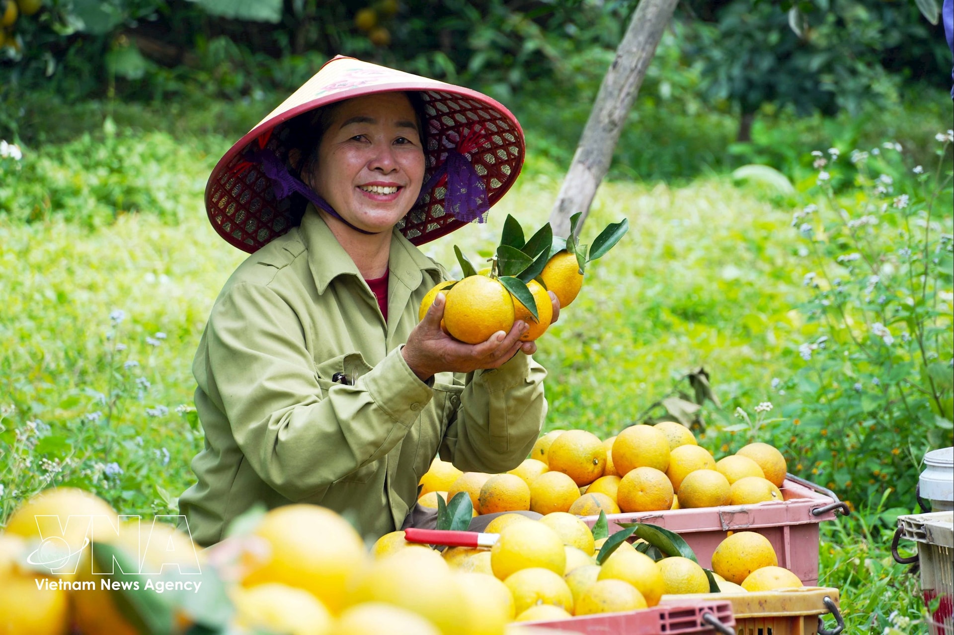 vnanet_potal_cam_gion_thuong_loc_ha_tinh_vao_vu_tet_8571816-1-(1).jpg