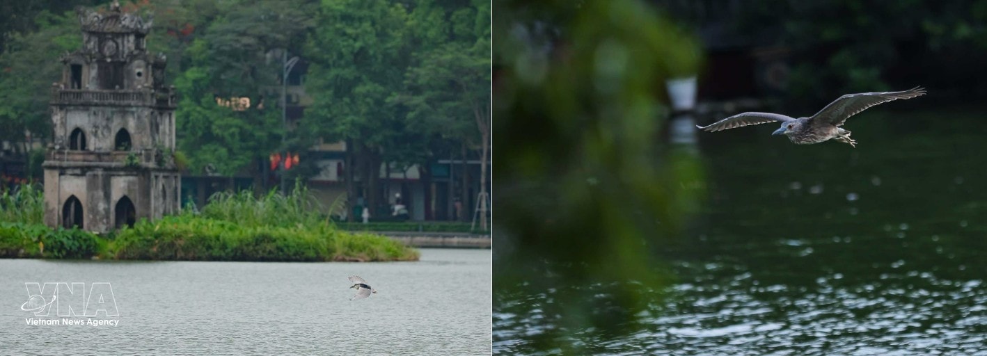 chim-ha-noi.jpg
