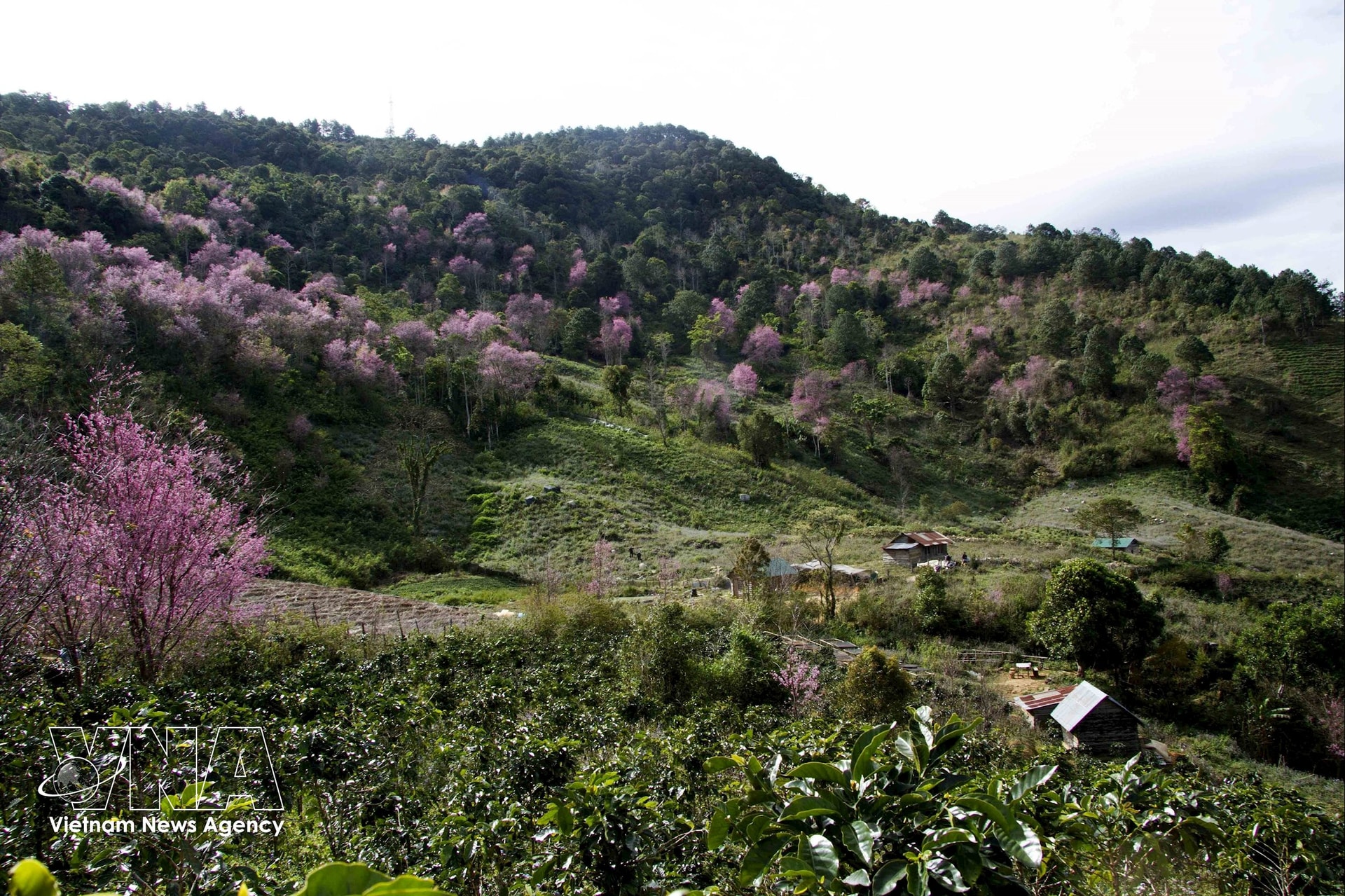 vnanet-du-lich-viet-nam-mai-anh.jpg