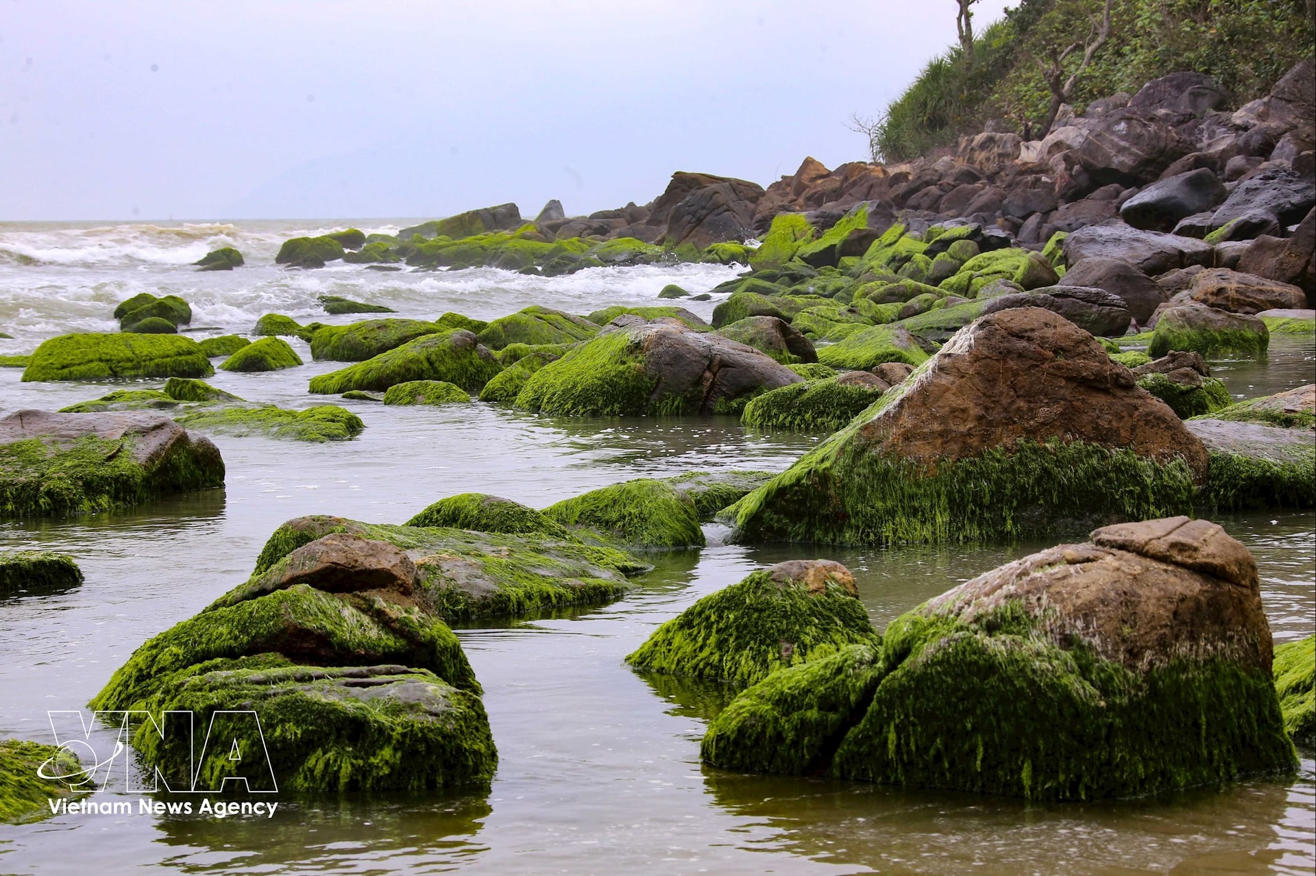 vnanet_potal_mua_reu_xanh_nam_o_tai_da_nang_7865469.jpg