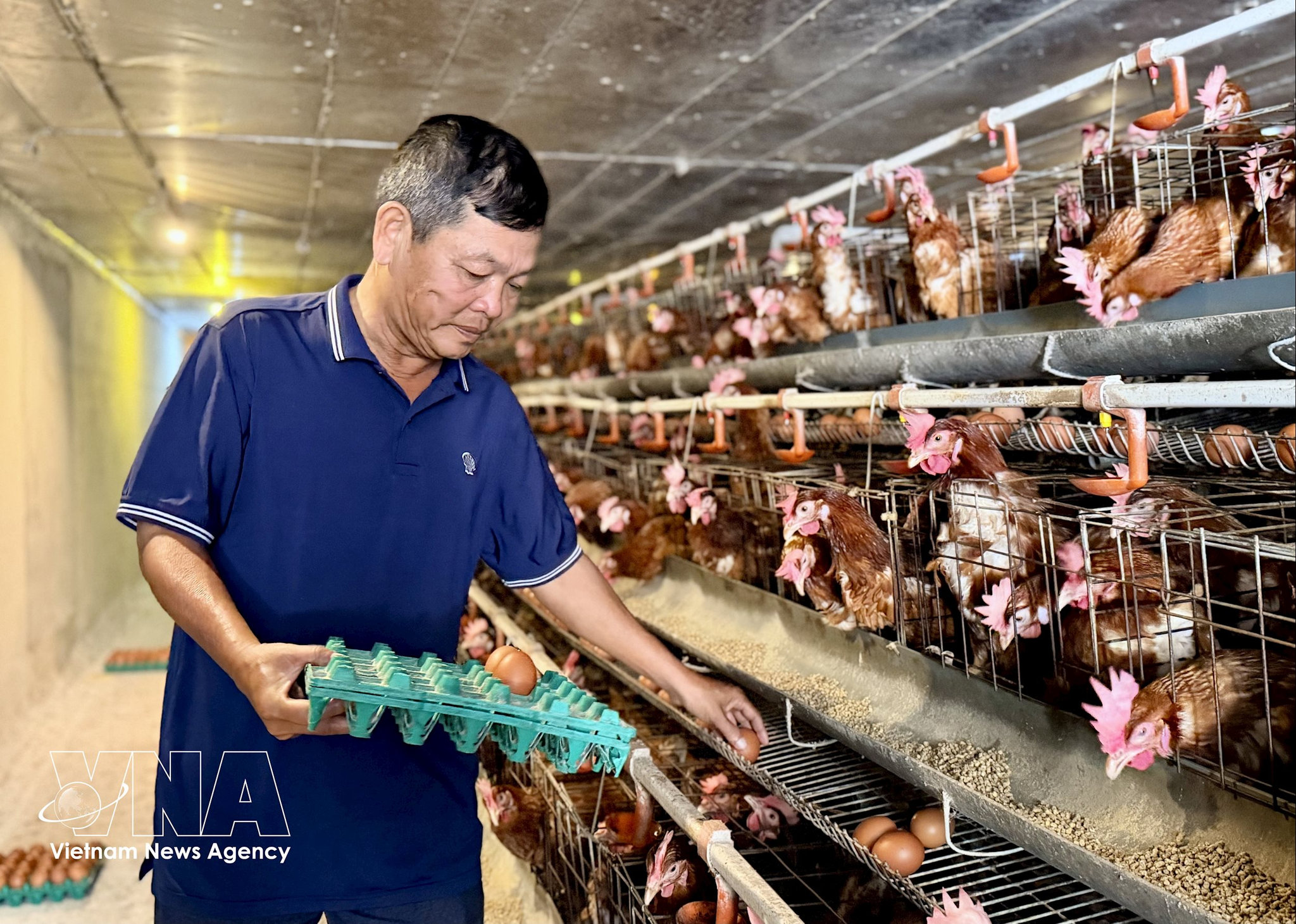 Ông Nguyễn Hòa Bình (phường Vĩnh Tế, An Giang) thu gom, kiểm tra trứng gà tại trang trại nuôi khép kín. Ảnh: TTXVN