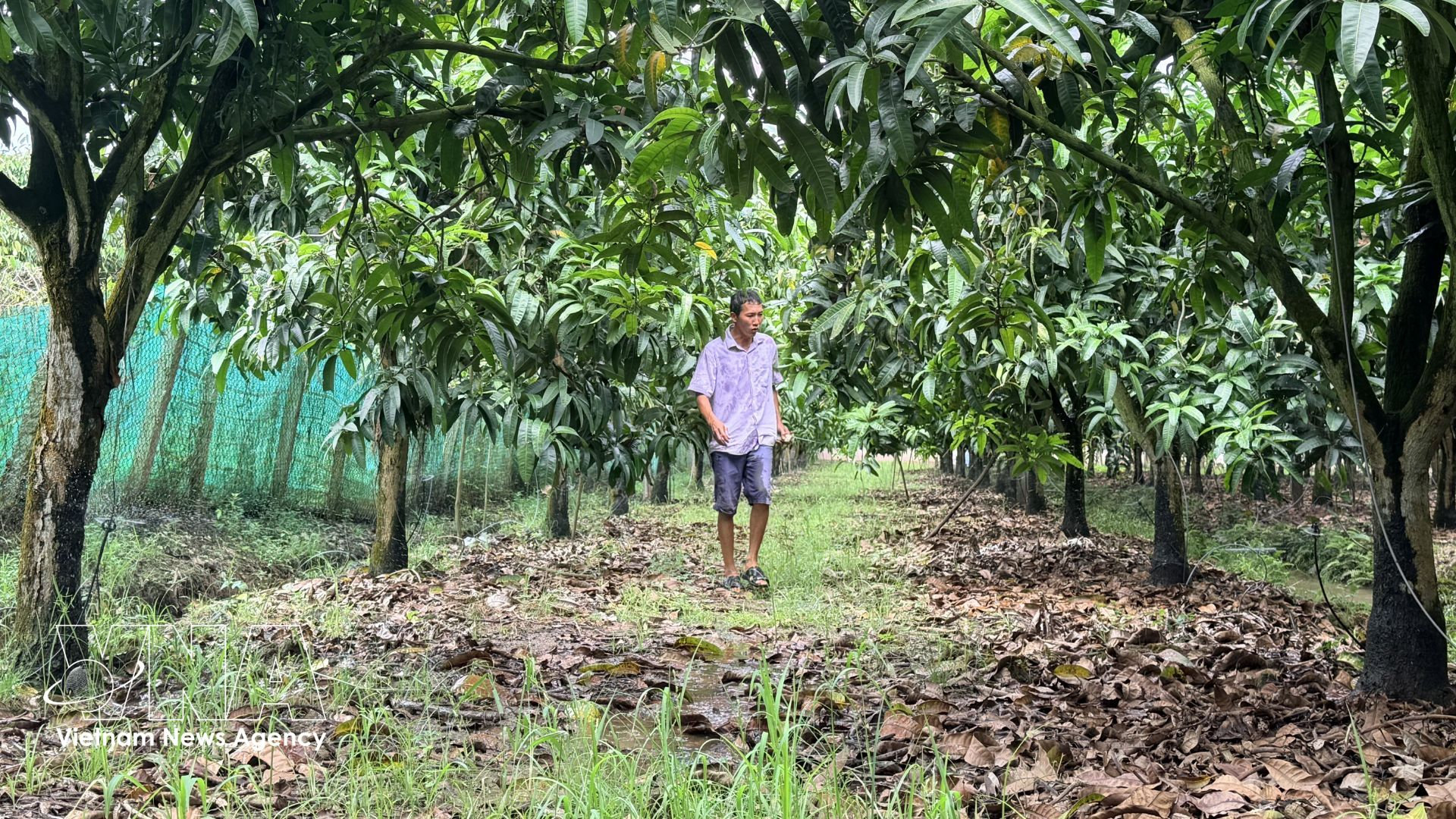 Hệ thống tưới nhỏ giọt điều khiển tự động được nông dân xã Cù Lao Giêng, An Giang áp dụng trên vườn xoài, giúp tiết kiệm nước và phân bón. Ảnh: TXVN