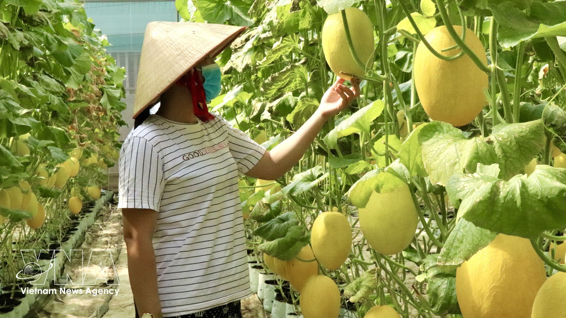 Mô hình trồng dưa lưới trong nhà màng tại xã Mỹ Hoà Hưng, An Giang cho năng suất ổn định, chất lượng đồng đều. Ảnh: TXVN
