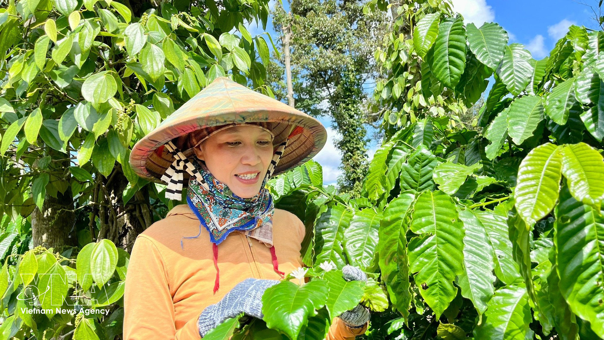 anh-cf.jpg