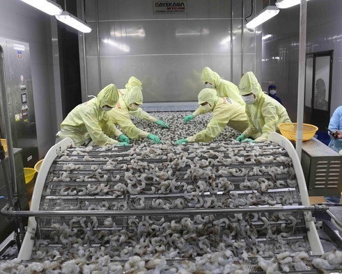 Công nhân chế biến sản phẩm tôm xuất khẩu tại nhà máy của Tập đoàn Thủy sản Minh Phú (Cà Mau)