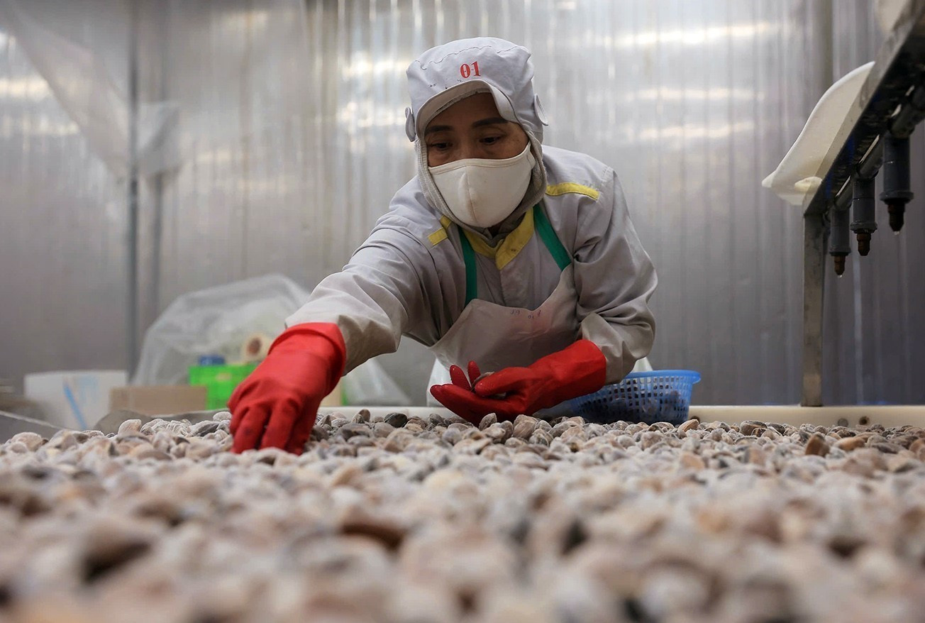 Chế biến ngao xuất khẩu tại nhà máy của Công ty CP Xuất nhập khẩu thuỷ sản Thanh Hóa, tỉnh Thanh Hóa.
