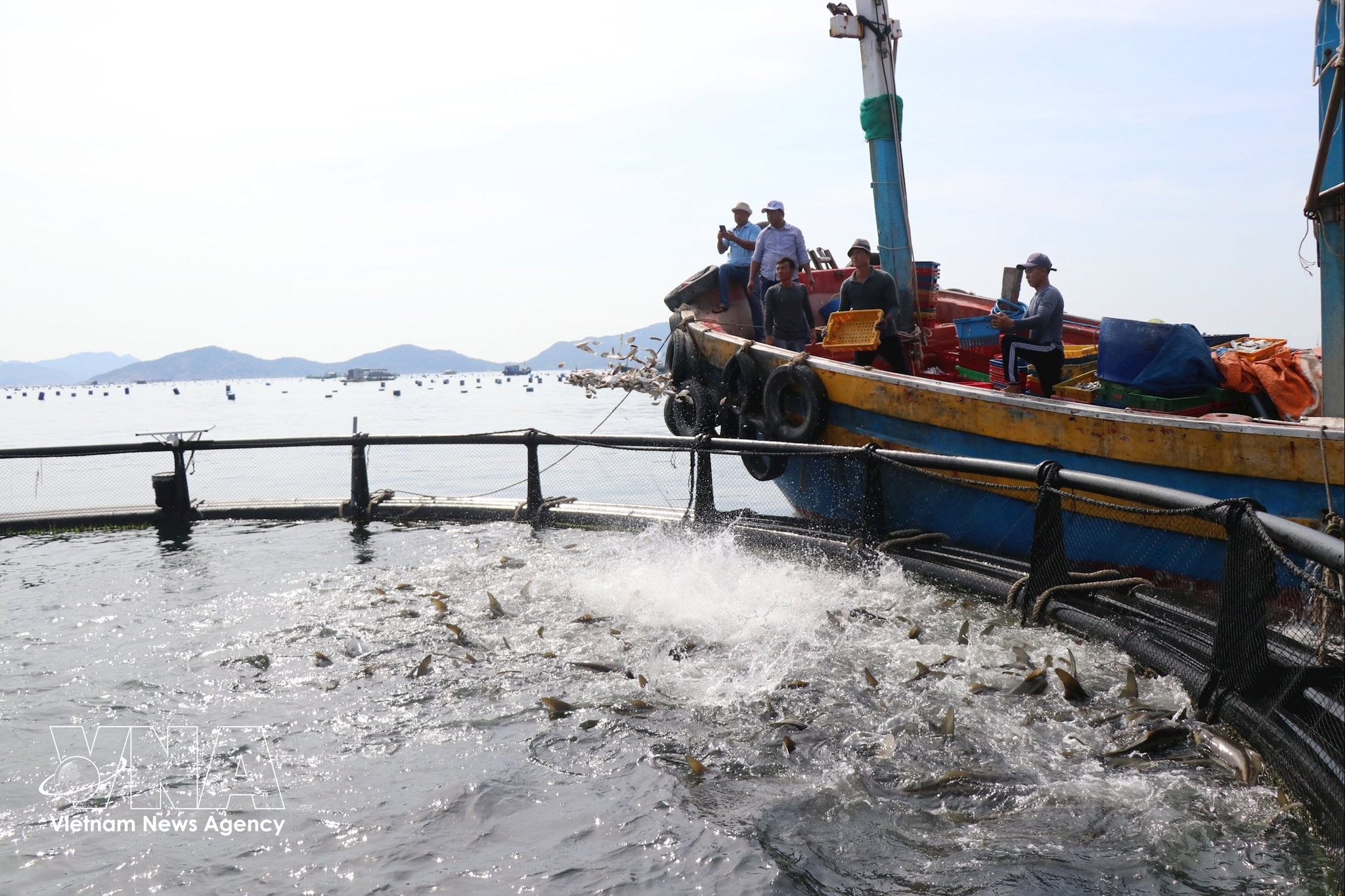 Ngư dân cho cá ăn tại lồng bè HDPE. Ảnh: - TTXVN