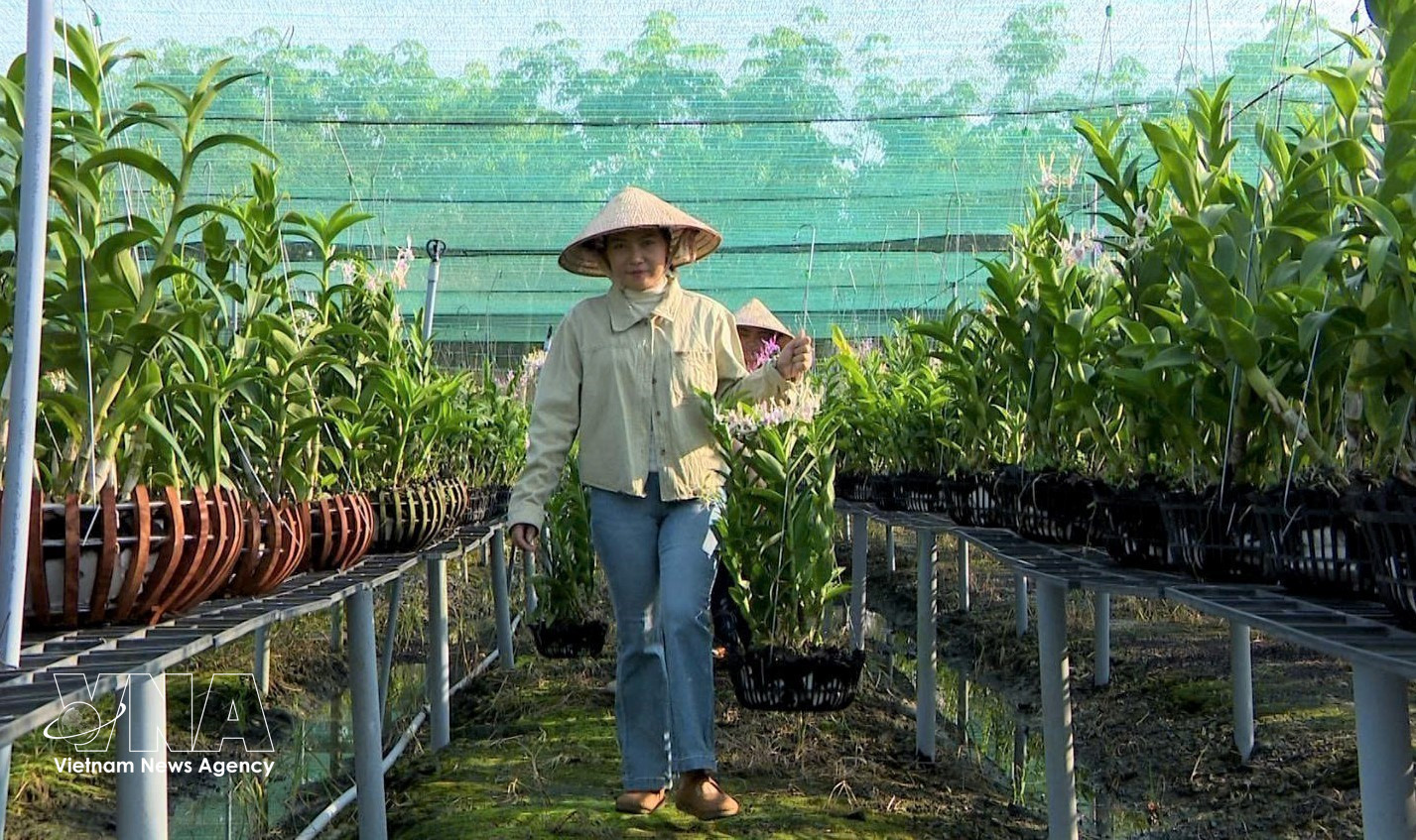 longan1.jpg