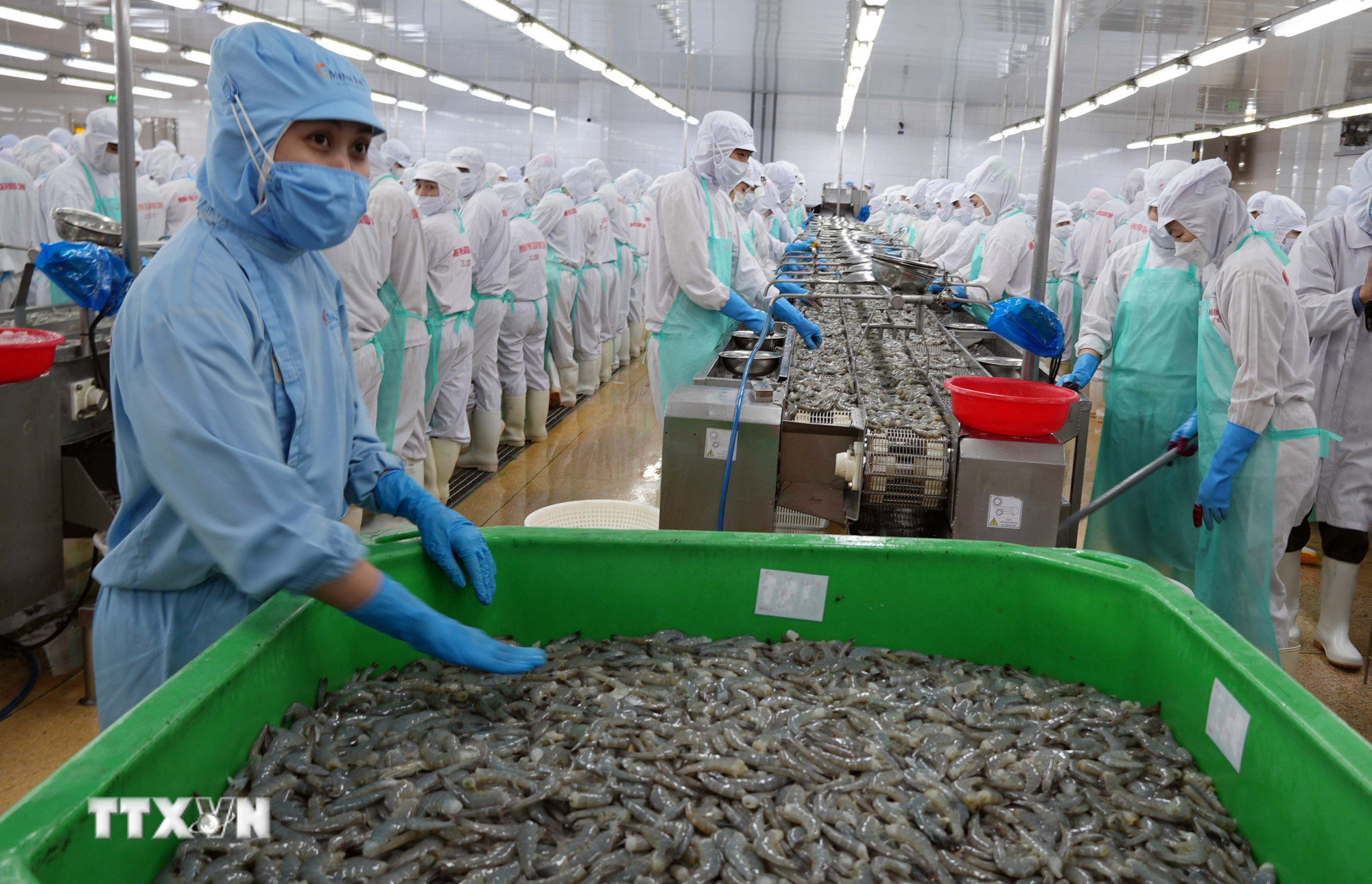 potal-ca-mau-phat-trien-nghe-nuoi-thuy-san-de-tang-manh-kim-ngach-xuat-khau-8858857.jpg