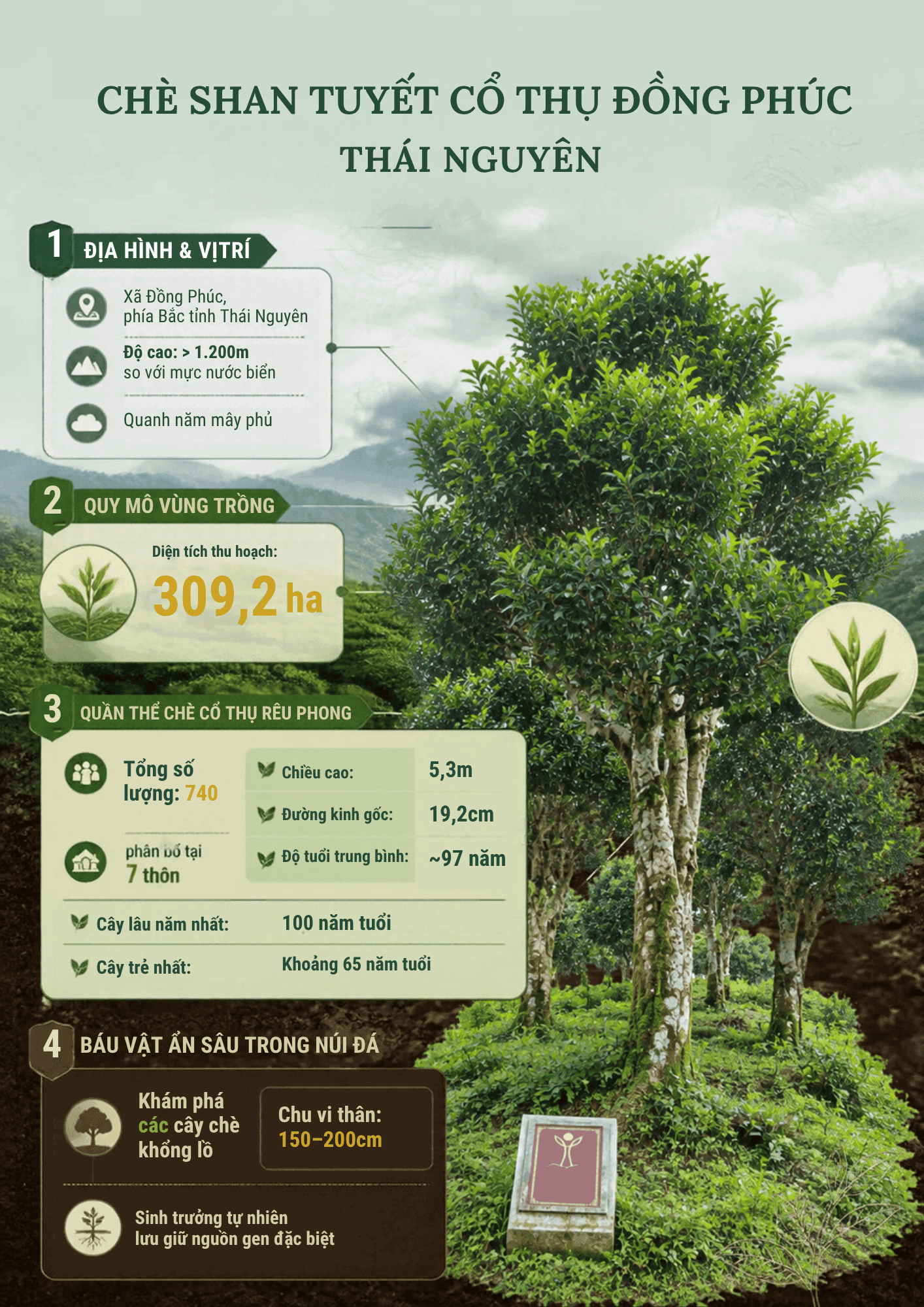 infographic-che-shan-tuyet-dong-phuc-ok.png