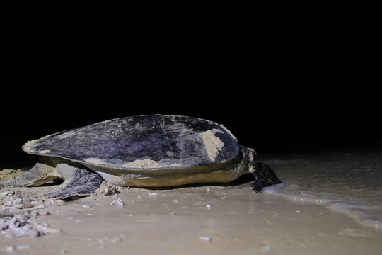 Trắng đêm “đỡ đẻ” cho rùa biển tại Côn Đảo