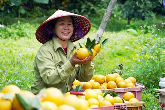 Vietnam apuesta por producción verde y cadenas estandarizadas para mejorar exportaciones de frutas y verduras en 2026