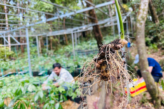Ngoc Linh ginseng: Journey to bring Vietnam's national treasure to global herbal medicine market